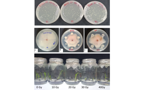 ESPOL impulsa proyecto de mejoramiento de plátano y potenciación de microorganismos con el uso de energía nuclear para afrontar el FOC R4T