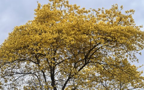 La floración del guayacán depende de las condiciones climáticas y puede durar solo algunos días.