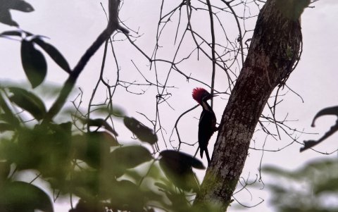 El pájaro carpintero lineado forma parte de las especies que habitan el entorno natural
