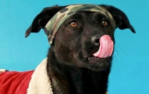 Perritos rescatados protagonizan campaña que impulsa adopciones en Quito