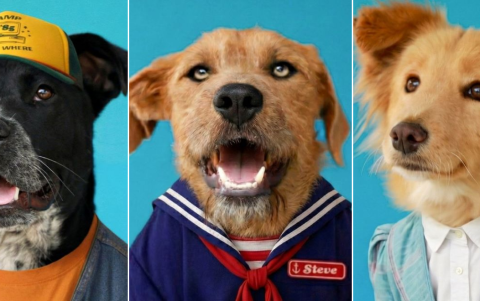 Las personas pueden adoptar a los perritos de manera responsable en los CAVRAT en Quito.