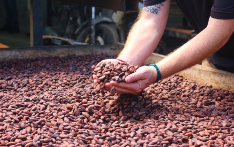 El cacao alcanzó precios récord en este 2025.