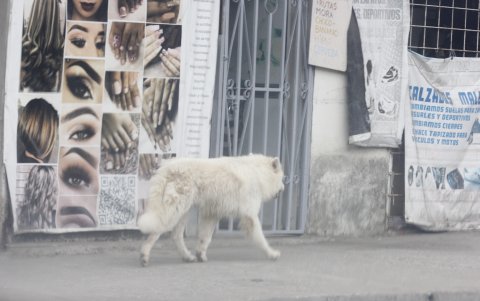 Perros y gatos deambulan libremente por la ciudad.,