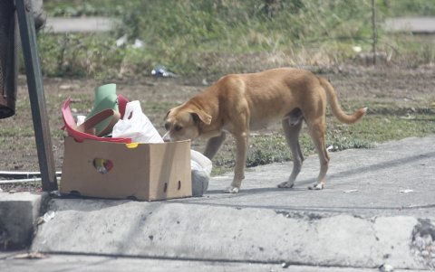 Algunos comen de la basura.