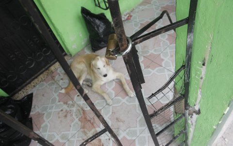 La tenencia irresponsable es otro problema en esta estadística.