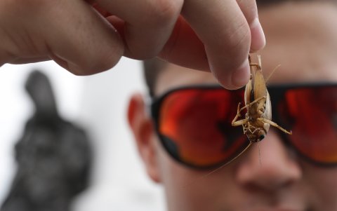 Los grillos en Guayaquil.