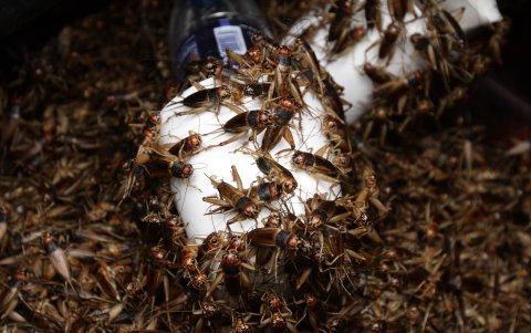 Los grillos son la base alimenticia de cuervos, lagartijas, ranas, monos y zarigüeyas.