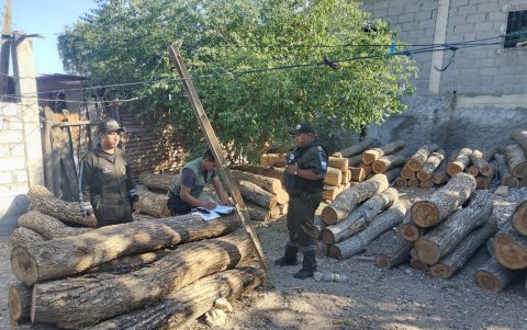 La madera de Guayacán está condicionada.