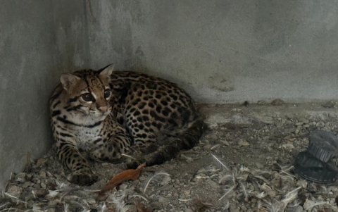 Ocelote (también llamado