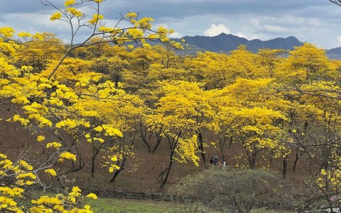 Turistas disfrutan del florecimiento de guayacanes en Zapotillo, Loja.