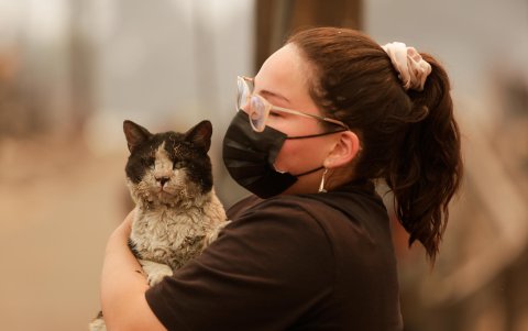 Una mujer rescata a un gato tras incendios forestales en la comuna de Penco, Concepción (Chile).