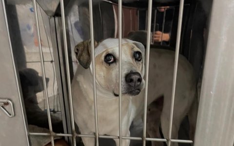 Tras el ataque vandálico, varios perritos del refugio quedaron asustados y con heridas, y reciben atención veterinaria permanente.