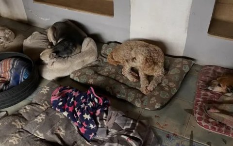 Los perritos fueron hallados entre vidrios rotos, con heridas en la cabeza y las patas, luego del ataque registrado en un albergue del oriente de Quito.