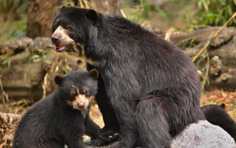 Los mejores meses para observar a los osos son entre agosto y diciembre