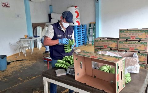 Rusia, Asia y otros mercados aún permiten el uso de clorpirifos, en un contexto en que la UE —referente global en normas fitosanitarias— impulsa normas más estrictas sobre el uso de plaguicidas.