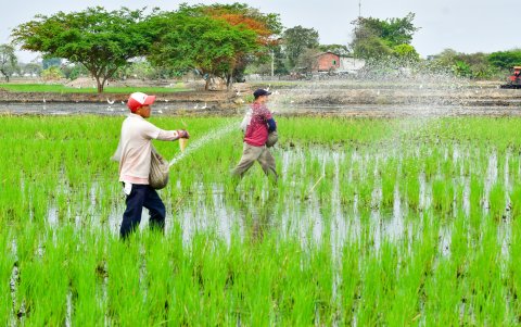 Trabajadores en sus labores en un cultivo de arroz en la provincia del Guayas.