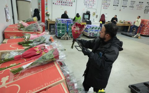 La rosa ecuatoriana tiene botones grandes, tallos largos -se exige un mínimo de 50 centímetros- y colores intensos.
