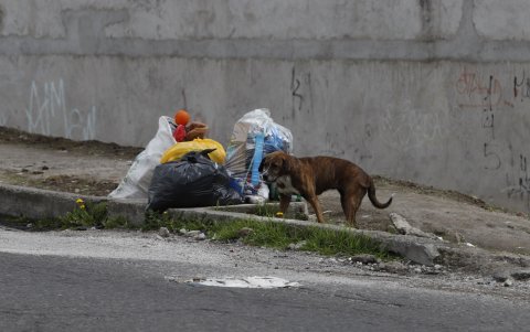Los animales abandonados generan riesgos sanitarios y ambientales. Activistas piden sanciones más firmes y cumplimiento real de la ley.