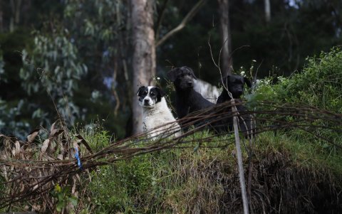 Situación. Perros abandonados recorren las calles de Quito, expuestos al hambre, enfermedades y accidentes.