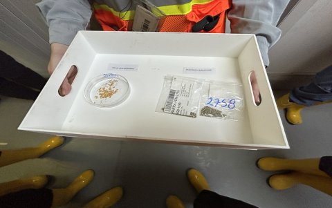 Las muestras de oro y doré son analizadas en un laboratorio.