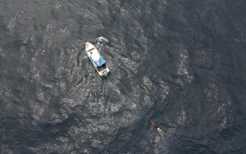 Marcaje, drones y fotoidentificación permiten comprender sus desplazamientos en el Pacífico oriental.