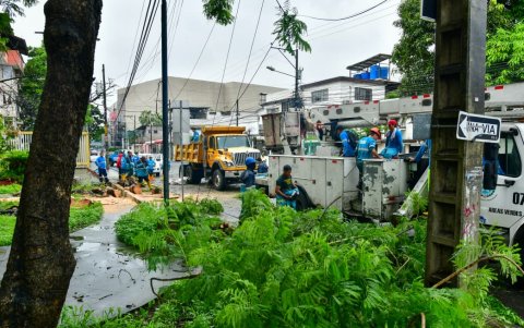 Un árbol cayó sobre la avenida José de la Cuadra, en el sector Las Acacias, sur de Guayaquil.