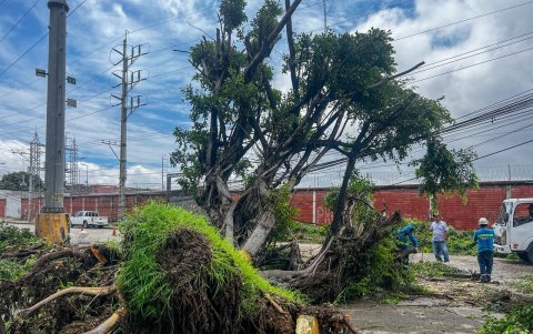 Días atrás tras las lluvias, se reportaron algunos daños en Guayaquil. Entre ellos, la caída de un árbol en la ciudadela Pradera 3, en el sur de Guayaquil.