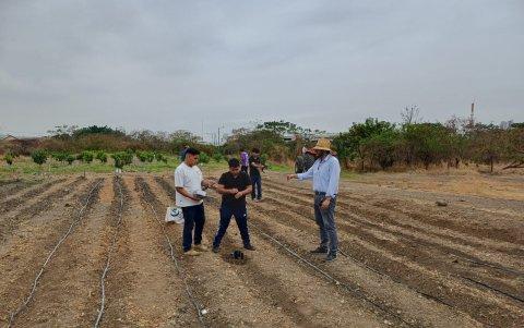 El estudio busca enfrentar la degradación del suelo causada por el uso intensivo de fertilizantes químicos