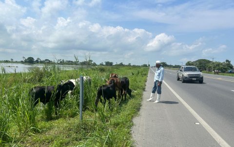 Los ganaderos corren riesgos al sacar los animales a comer.