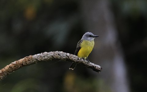 Fotografía que muestra un ave de la especie Tyrannus melancholicus en la Chorrera (Panamá).