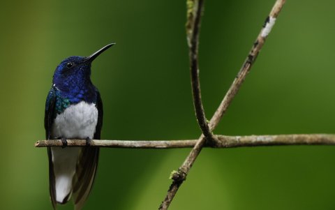 Fotografía de un colibrí nuquiblanco​ (White-necked jacobin) en el Panama Rainforest Discovery Center.