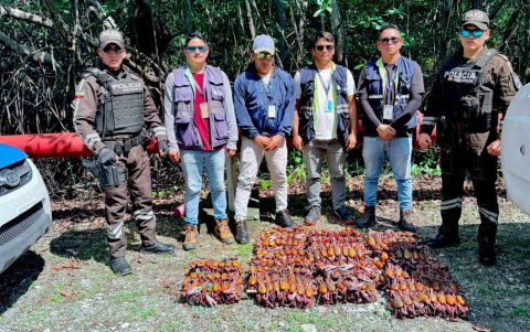 Cangrejos por reintroducir.