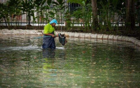 También se realiza la limpieza de lagunas.