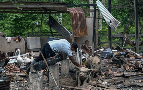 Un campesino acaricia a un cerdo que se encuentra entre los escombros tras el lanzamiento de una bomba por parte del ejército ecuatoriano.