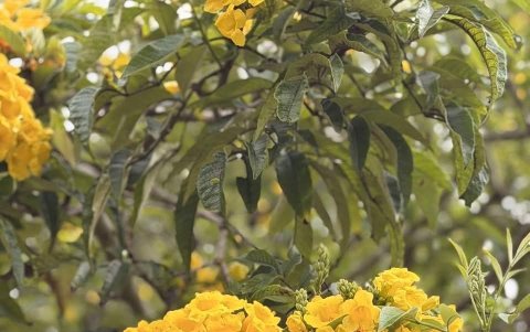 Darío Benedetto festeja con sus compañeros el gol a Emelec.