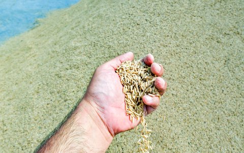 El arroz es un de los cultivos intensivos que más presiona al recurso hídrico en el Ecuador.