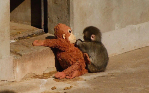 PETA pide trasladar a Punch a un santuario seguro para su bienestar y socialización.