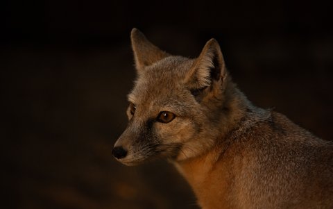 Fotografía de zorro en entorno seco.