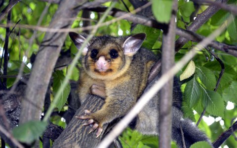 Fotografía de zarigüeya en árbol.
