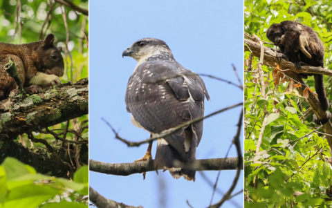 Fauna silvestre propia del bosque seco.