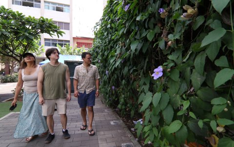 Transeúntes se cautivan por la flor de la thunbergia grandiflora