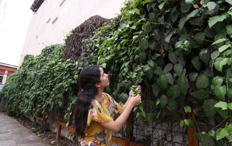 La ingeniera Reyes analiza el brote de la Thunbergia grandiflora. Crece de forma no controlada de forma vertical. Si no se poda, parecerá maleza.