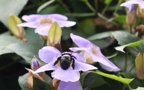 Abejorros y aves se ven atraídos a su flor.