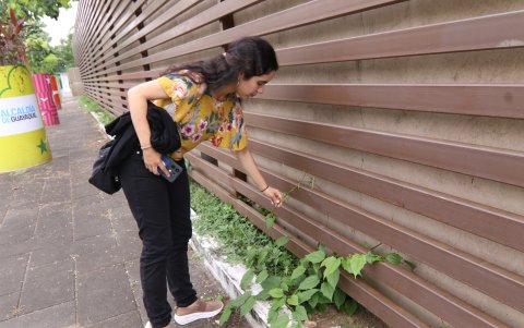 La ingeniera Reyes identifica un brote de la planta invasiva, en el Parque Samanes, cerca del comedor.