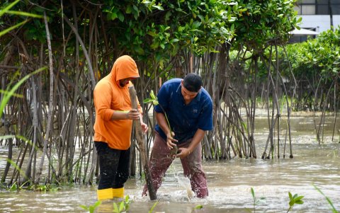 El proyecto tiene apoyo internacional y respaldo académico de la UEES.