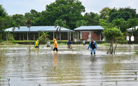 Siembra de manglar en el Parque Histórico.