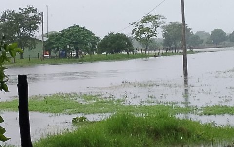 Varias hectáreas de arroz se han perdido por la inundación en la provincia del Guayas.