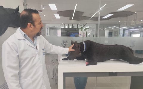 El modelo K9 reproduce situaciones médicas como hemorragias, intubaciones y punciones torácicas, permitiendo que los estudiantes perfeccionen técnicas veterinarias.