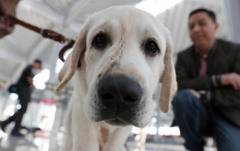 Un perro del 'Escuadrón Canino' posa este lunes, en el Aeropuerto Internacional Felipe Ángeles (AIFA) en Santa Lucía (México).