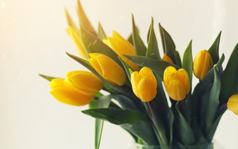 Un ramo de flores amarillas en marzo es un símbolo de amistad, alegría y buenos deseos.